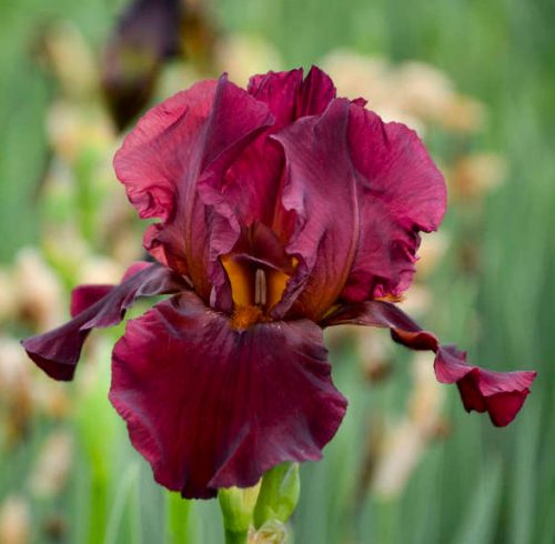 Types of Red Irises