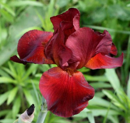 Types of Red Irises