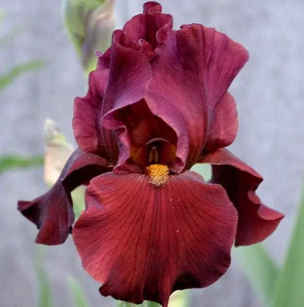 Types of Red Irises