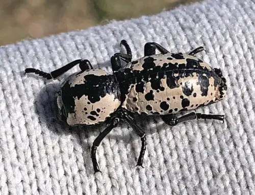 Black and White Flying Bugs