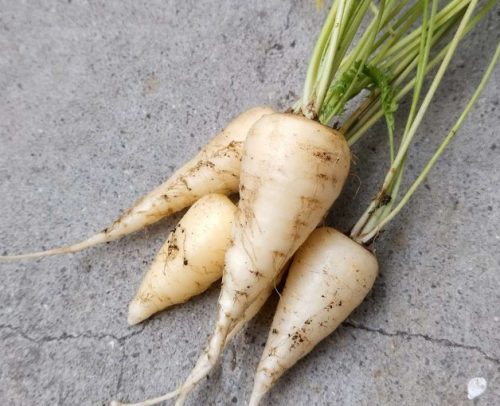 Kuttinger White Carrot