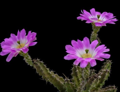 Cactus with Pink Flowers