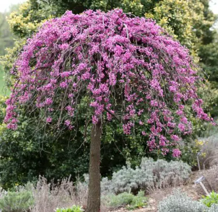 Lavender Twist Redbuds