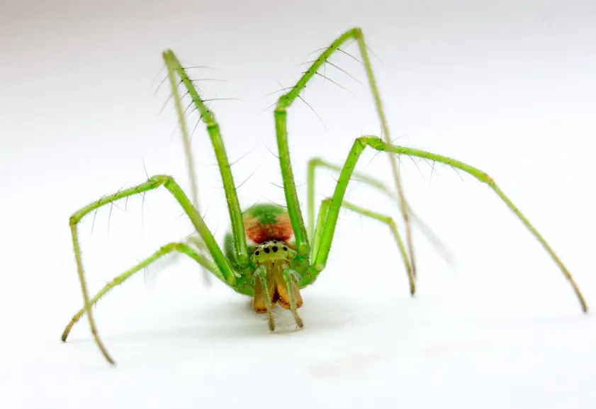Types of Spiders in Montana