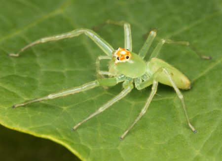 Green Spiders Florida