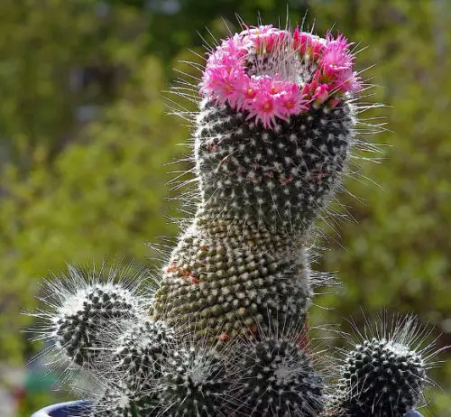 Cactus with Pink Flowers