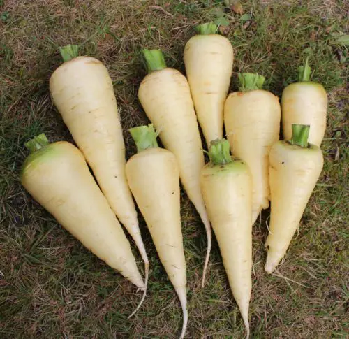 Maruschka White Carrot