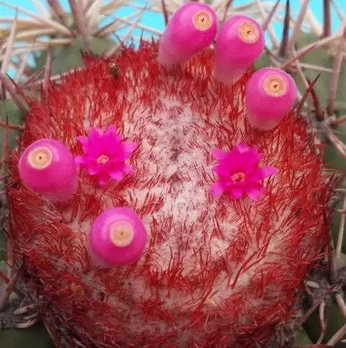 Cactus with Pink Flowers