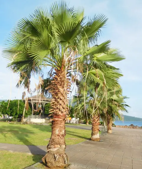 Mexican Fan Palm (Washingtonia robusta)