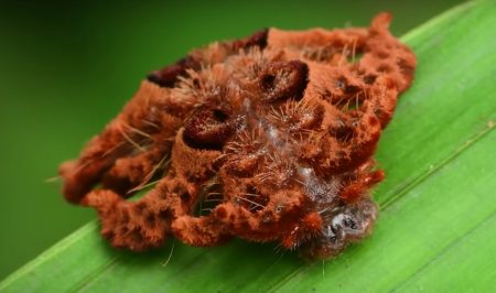 Monkey Slug Caterpillar