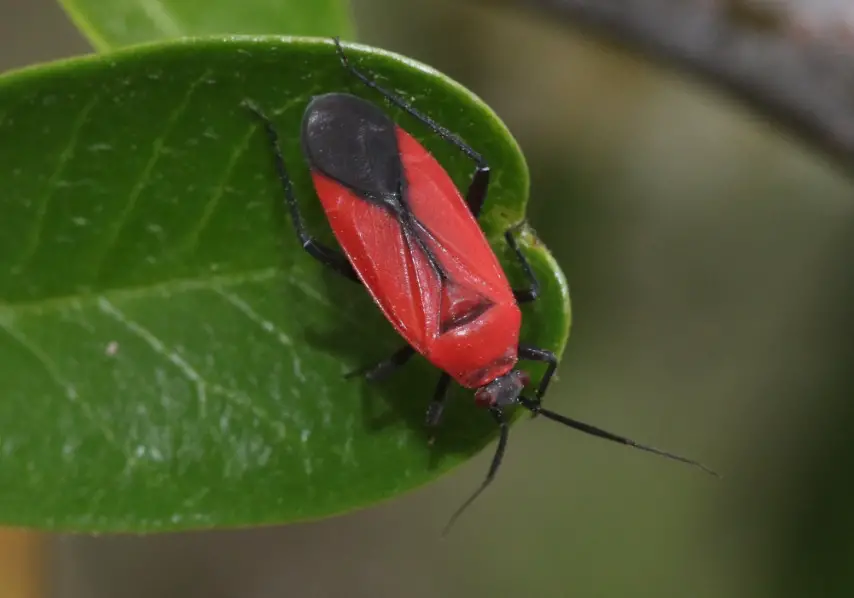 50 Black And Orange Bugs With Pictures And Identification