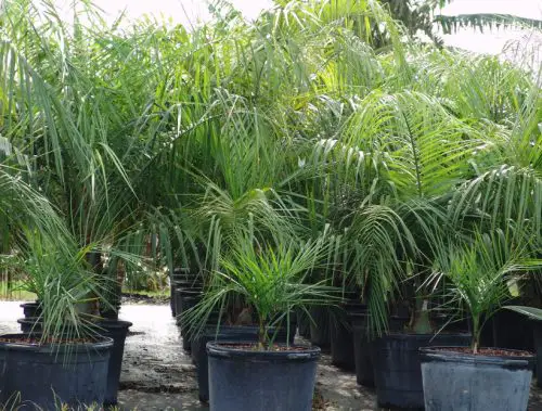 Mule Palm Tree Care