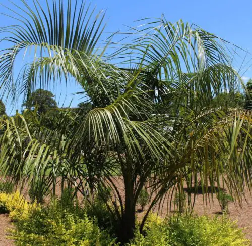 Mule Palm Tree