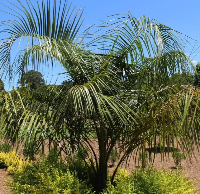 Mule Palm Tree Care and Growing Guide - Own Yard Life