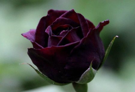 Black and Red Roses