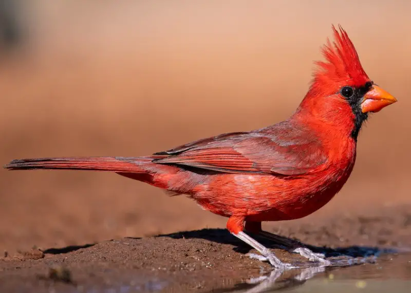 Birds in Virginia