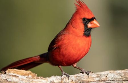 Florida Red Birds