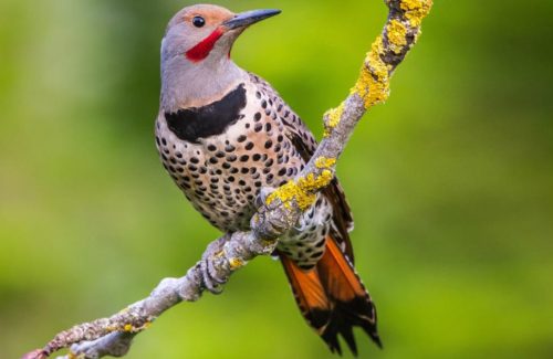 Woodpeckers in Iowa