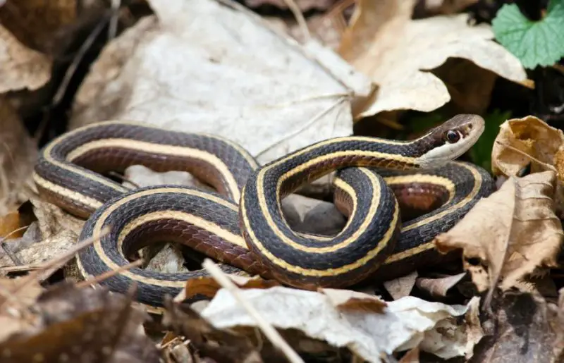 garter snakes in Pennsylvania