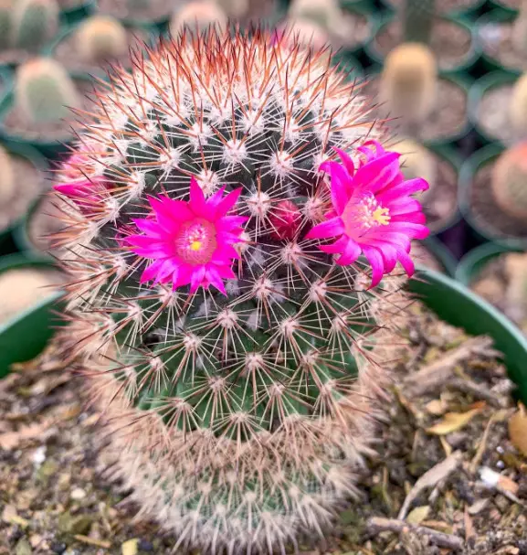 Cactus with Pink Flowers