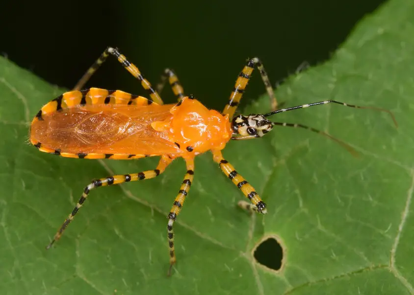 50 Black and Orange Bugs with Pictures and Identification