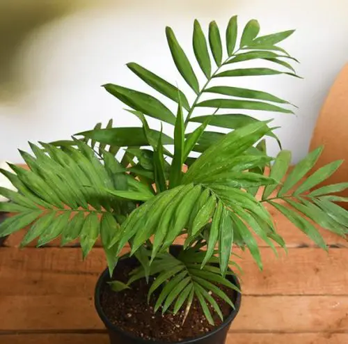 Parlor Palm (Chamaedorea elegans)