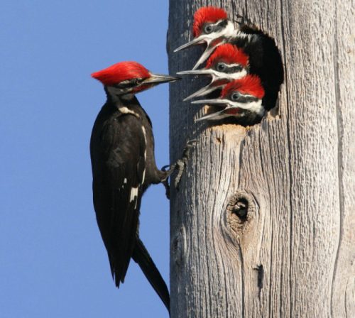 Woodpeckers in Arkansas