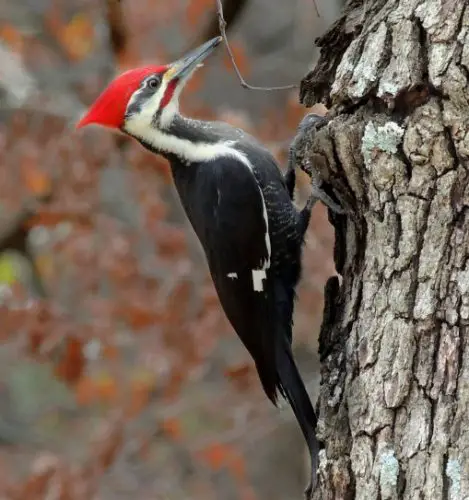 30 Types of Birds with Mohawks and Pictures - Own Yard Life