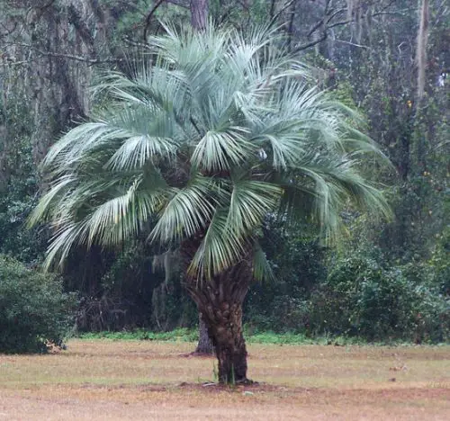 Pindo Palm (Butia capitata)
