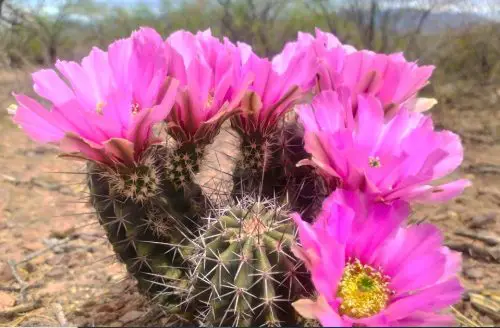 Cactus with Pink Flowers