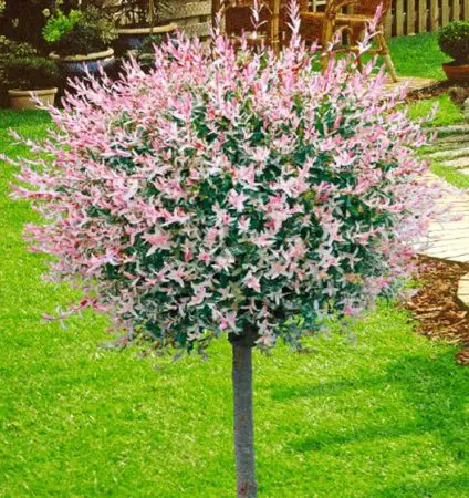 pink willow tree