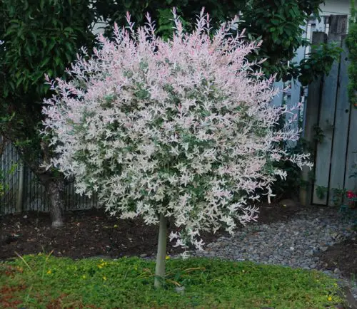 pink willow tree