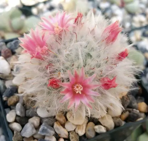 Cactus with Pink Flowers