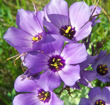 Purple Flowers with Yellow Centers