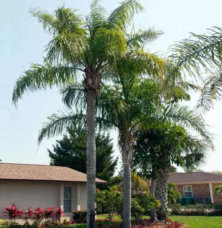 California Palm Trees