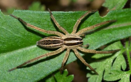 Florida Wolf Spiders