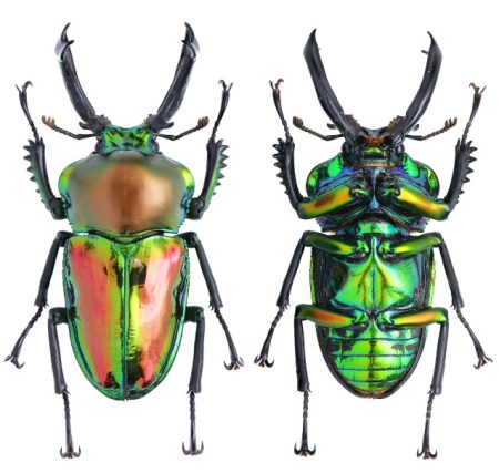 How To Care For The Rainbow Stag Beetle Own Yard Life