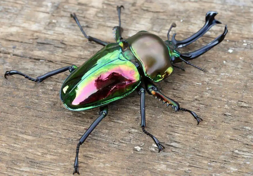 How to care for the Rainbow Stag Beetle - Own Yard Life