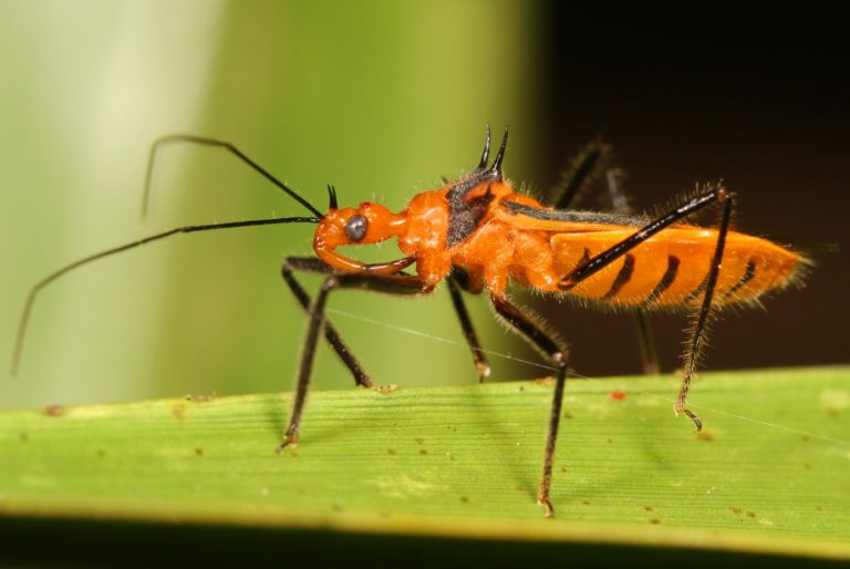 50 Black and Orange Bugs with Pictures and Identification