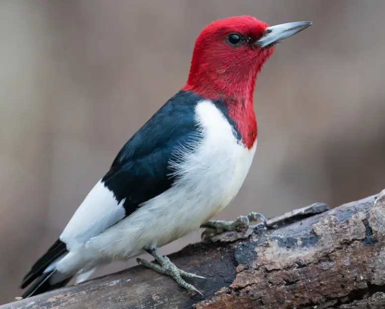 12 Types of Michigan Woodpeckers with Pictures