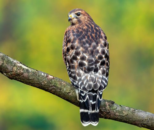 Red-Shouldered Hawk (Buteo Lineatus)