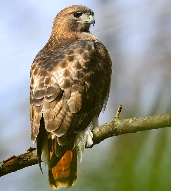 Red-Tailed Hawk (Buteo Jamaicensis)
