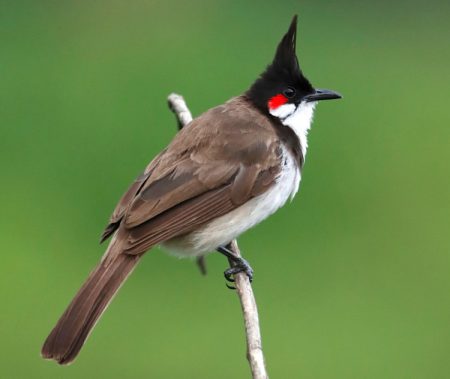 Bird with Mohawk