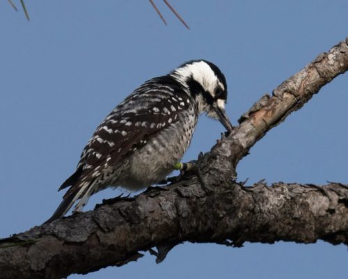 Michigan Woodpeckers