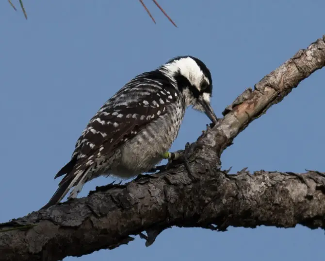 11 Species of Woodpeckers in Iowa with Pictures
