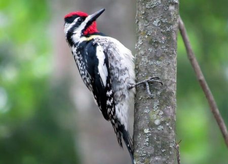 North Carolina Woodpeckers