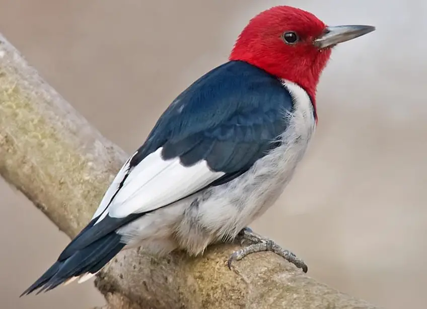 10 Woodpeckers in Arkansas with Pictures and Identification