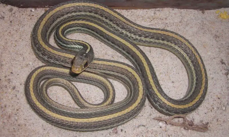 garter snakes in Pennsylvania