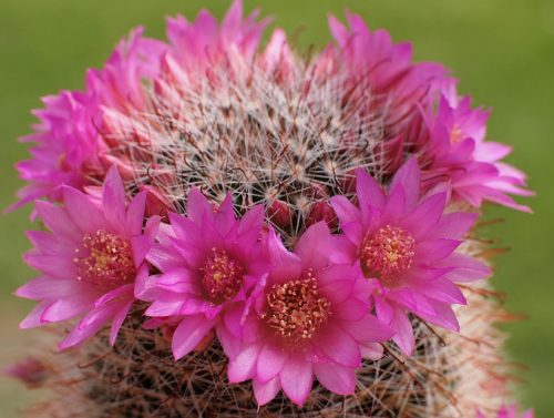 Cactus with Pink Flowers