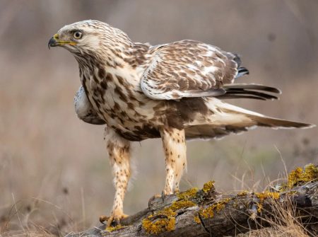 Hawks in North Carolina